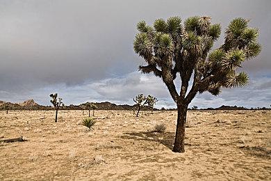 数据挖掘者澄清：《命运2》包月订阅服务为假消息